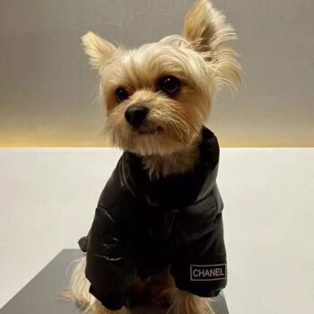 Veste pour chien Chanel | 2024