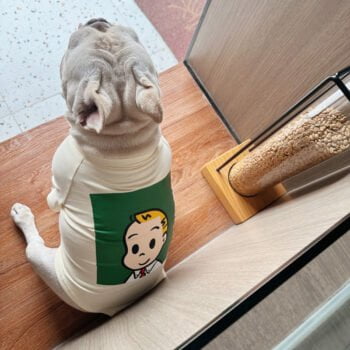 T-shirt pour chien - 2025 - Doglovedesign : Vêtement et accessoires pour chiens