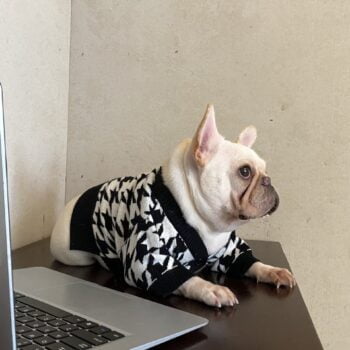 Pull pour chien Dior - 2025 - Doglovedesign : Vêtement et accessoires pour chiens