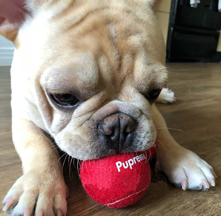 Balle de Tennis Pupreme Luxe : Le Jouet Idéal pour Votre Petit Chien | 2024