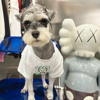 T-shirt pour chien Gucci | 2024