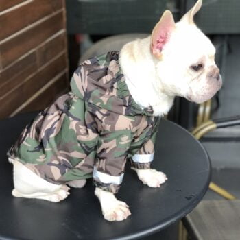 Veste pour chien Bape | 2025