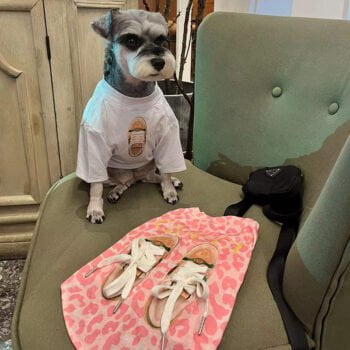 T-shirt pour chien Gucci | 2024