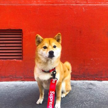 Collier et harnais pour chien Supreme - 2025 - Doglovedesign : Vêtement et accessoires pour chiens Collier et harnais pour chien Supreme - 2025 - Doglovedesign : Vêtement et accessoires pour chiens