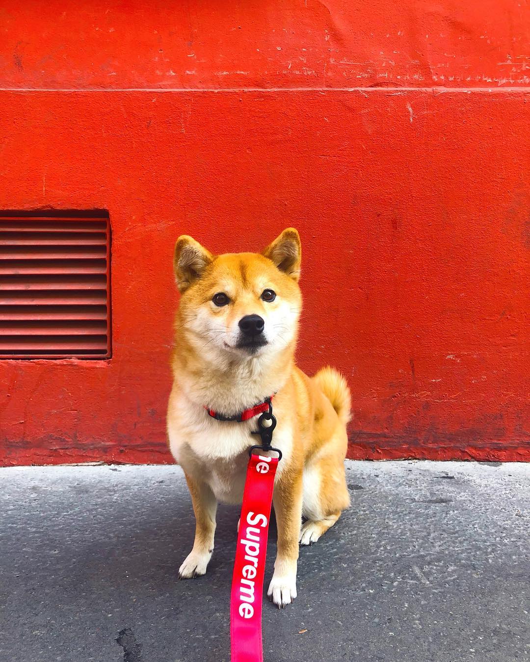 Collier et harnais pour chien Supreme | 2025