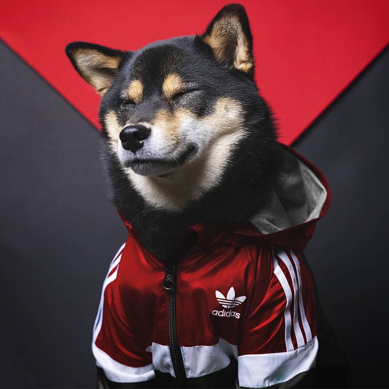 Sweat à capuche pour chien Adidas | 2024