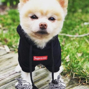 Sweat à capuche pour chien Supreme | 2024