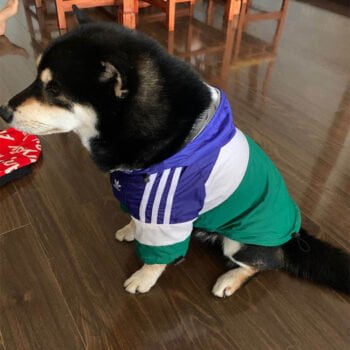 Sweat à capuche pour chien Adidas | 2024