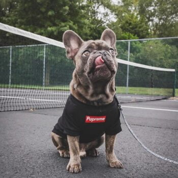 T-shirt pour chien Supreme | 2025