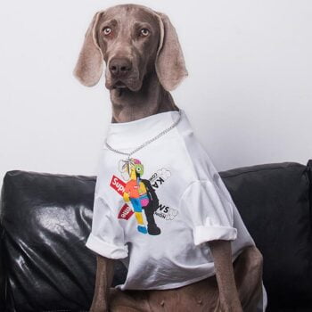 Vêtements Grands Chiens Supreme | 2024