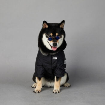 Sweat à capuche pour chien The North Face - 2025 - Vêtement et accessoires pour chiens - Doglovedesign