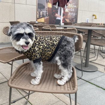 Sweat-shirt pour chien | 2024