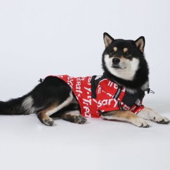 Veste pour chien The North Face - 2025 - Vêtement et accessoires pour chiens - Doglovedesign