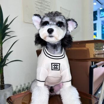 Pull pour chien Chanel | 2024