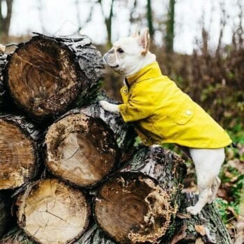 Veste pour chien | 2024