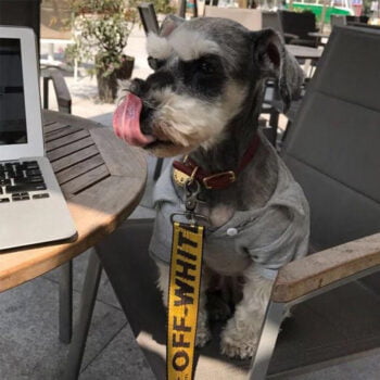 Collier Off White Signature pour Chiens - Élégance Urbaine | 2024