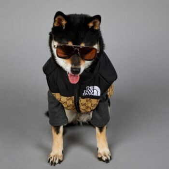 Veste pour chien Pawcci - 2025 - Vêtement et accessoires pour chiens - Doglovedesign