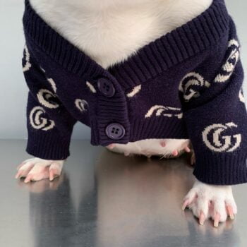 Pull pour chien Gucci | 2024