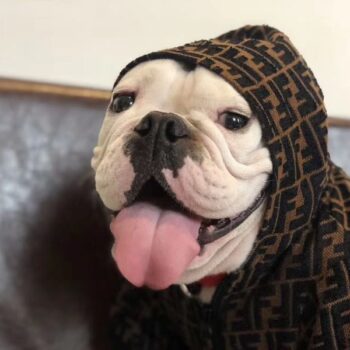 Veste pour chien Fendi | 2024