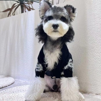 Pull pour chien Chanel | 2024