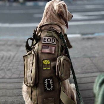 Accessoires de Luxe pour Chiens : Harnais Militaire | 2025