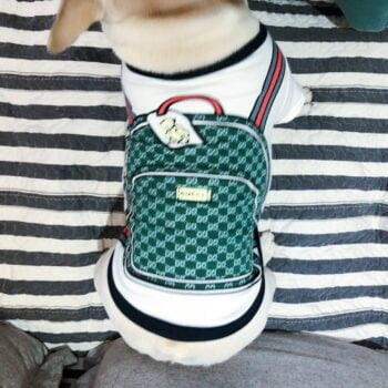 T-shirt pour chien Gucci | 2024