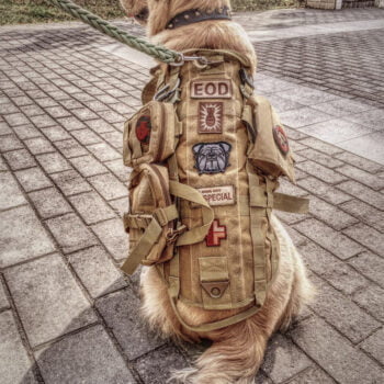 Accessoires de Luxe pour Chiens : Harnais Militaire | 2025