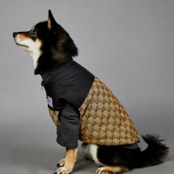 Veste pour chien Pawcci - 2025 - Vêtement et accessoires pour chiens - Doglovedesign