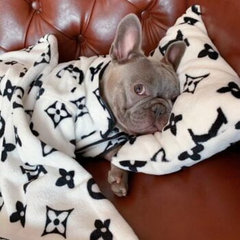 Sweat à capuche pour chien Louis Pawtton - 2025 - Vêtement et accessoires pour chiens - Doglovedesign