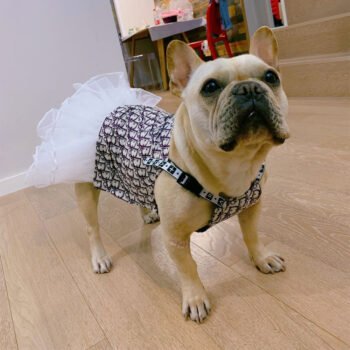 Robe pour chien Dior | 2024