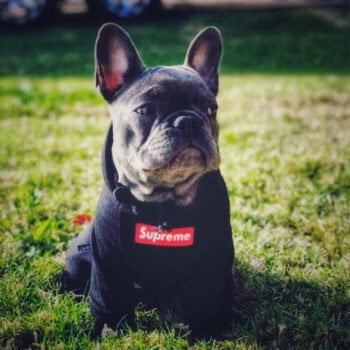 Sweat à capuche pour chien Supreme | 2024