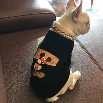 Sweat-shirt pour chien Gucci | 2024