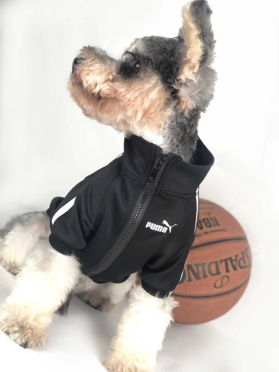 Veste pour chien Puma | 2024