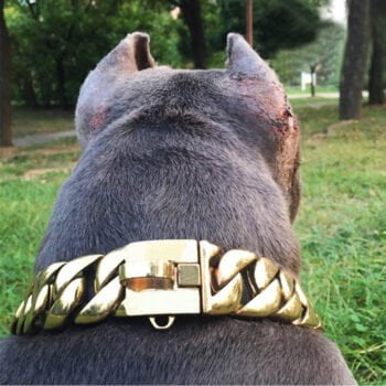 Collier et harnais pour chien - 2025 - Doglovedesign : Vêtement et accessoires pour chiens Collier et harnais pour chien - 2025 - Doglovedesign : Vêtement et accessoires pour chiens