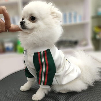 Veste pour chien Gucci | 2024