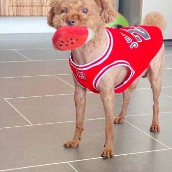 Gilet sans manches pour chien Basketball | 2024