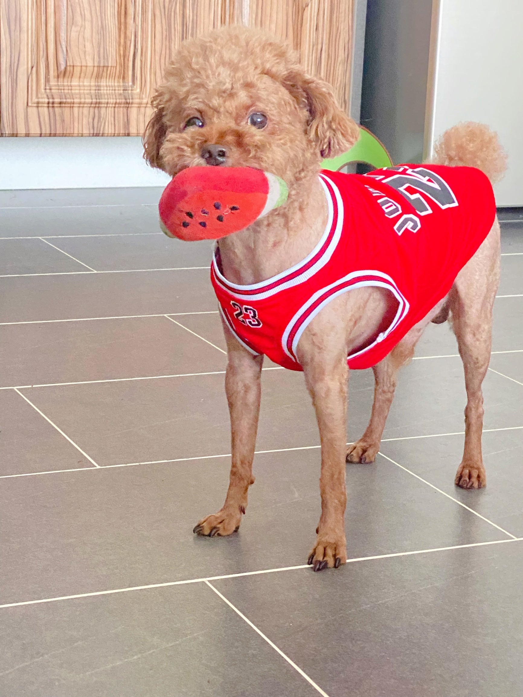 Gilet sans manches pour chien Basketball | 2024