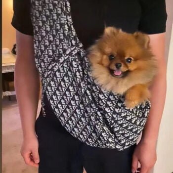 Sac à bandoulière de luxe pour petit chien | Dog Love Design - 2025 - Doglovedesign : Vêtement et accessoires pour chiens Sac à bandoulière de luxe pour petit chien | Dog Love Design - 2025 - Doglovedesign : Vêtement et accessoires pour chiens