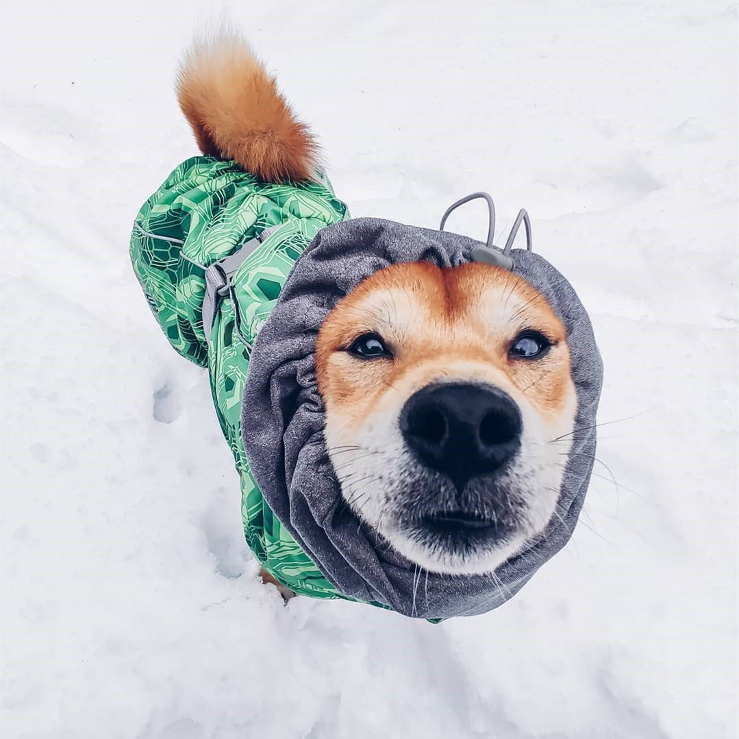 Sweat à capuche pour chien | 2024