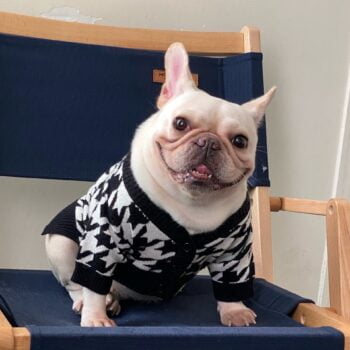 Pull pour chien Dior - 2025 - Doglovedesign : Vêtement et accessoires pour chiens