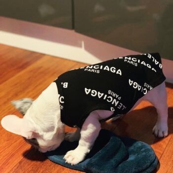 Gilet sans manches pour chien Balenciaga - 2025 - Vêtement et accessoires pour chiens - Doglovedesign