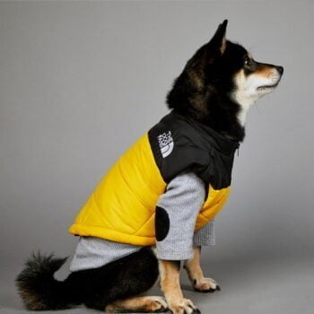 Manteau de luxe THE DOG FANS - 2025 - Doglovedesign : Vêtement et accessoires pour chiens