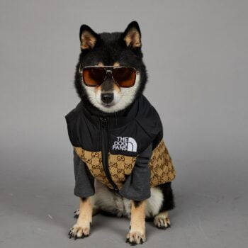 Veste pour chien Pawcci - 2025 - Vêtement et accessoires pour chiens - Doglovedesign