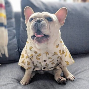Chemise hawaienne pour chien - 2025 - Vêtement et accessoires pour chiens - Doglovedesign