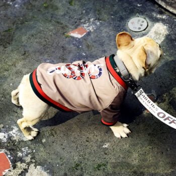 Veste pour chien Gucci | 2025