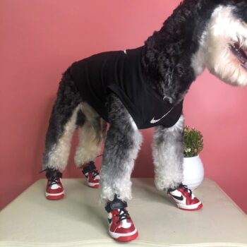 Sneakers Jordan pour Chiens : Le Style Nike, Taille Mini ! | 2024