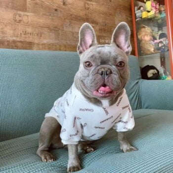 Pull pour chien Chanel - 2025 - Vêtement et accessoires pour chiens - Doglovedesign