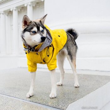 Veste pour chien | 2024