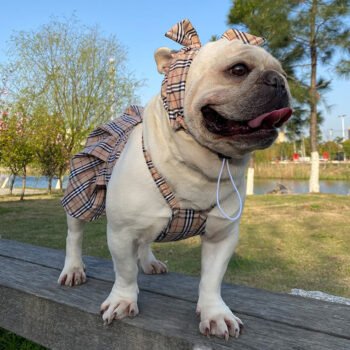 Robe pour chien Burberry | 2024