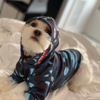 Sweat à capuche pour chien Bape | 2025